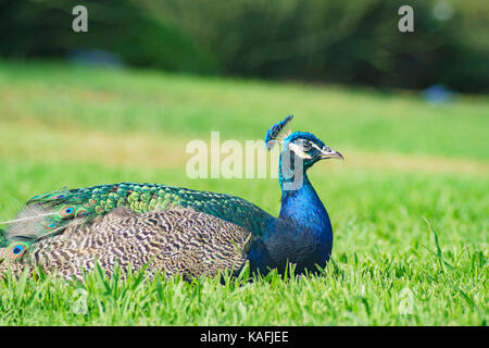 Assonnato peacock seduta sul terreno a los angeles county arboretum & Botanic Garden Foto Stock