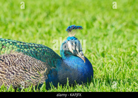 Assonnato peacock seduta sul terreno a los angeles county arboretum & Botanic Garden Foto Stock