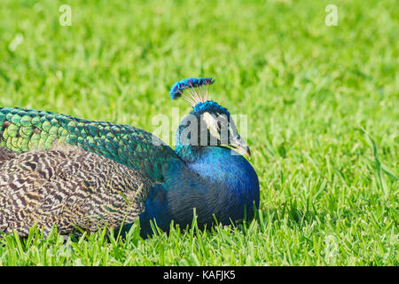 Assonnato peacock seduta sul terreno a los angeles county arboretum & Botanic Garden Foto Stock