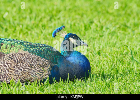 Assonnato peacock seduta sul terreno a los angeles county arboretum & Botanic Garden Foto Stock