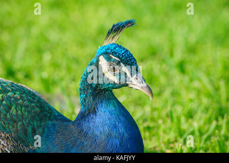 Assonnato peacock seduta sul terreno a los angeles county arboretum & Botanic Garden Foto Stock