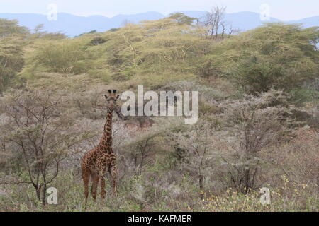 Masai giraffa - Tsavo West national park - Kenya Foto Stock