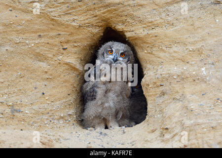 Gufo reale / europaeischer uhu ( Bubo bubo ), chick, stando in ingresso del suo nido scavano, sembra carino, fauna selvatica, l'Europa. Foto Stock