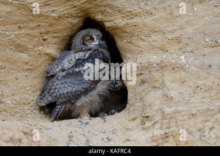 Eurasian gufo reale / europaeische uhus ( Bubo bubo ), owlets, accanto a ogni altra in ingresso del loro sito di nidificazione, fauna selvatica, l'Europa. Foto Stock