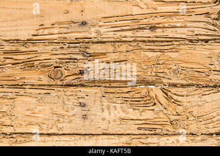 Legno termiti distrutti. per l'immagine di sfondo Foto Stock