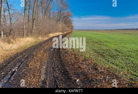 Paesaggio autunnale con dirty road accanto a un campo agricolo con righe di colture invernali in Ucraina Foto Stock