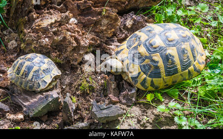 Geochelone sulcata African spronato / tartaruga sulcata tartaruga (Geochelone sulcata) nativi a bordo meridionale del deserto del Sahara, Foto Stock