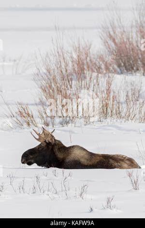 Moose / Elch ( Alces alces ), torello, riposo, giacente, ruminating nella neve, in inverno, Yellowstone NP, STATI UNITI D'AMERICA. Foto Stock