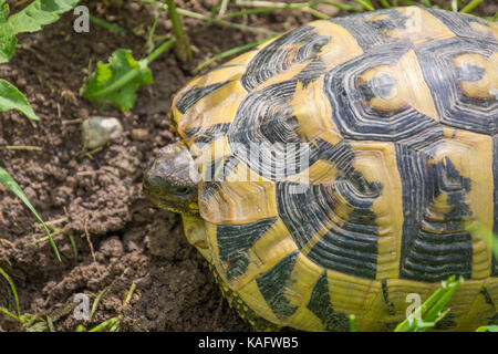 Geochelone sulcata African spronato / tartaruga sulcata tartaruga (Geochelone sulcata) nativi a bordo meridionale del deserto del Sahara, Foto Stock