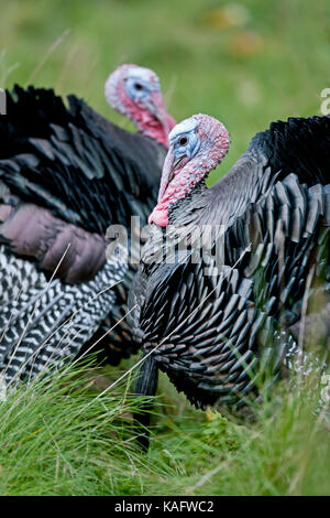 Il tacchino selvatico (Meleagris gallopavo) , due maschi visualizzazione Foto Stock