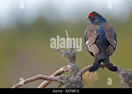 Forcelli (Tetrao tetrix, Lyrurus tetrix) Blackcock appollaiato sul ramo di un pino Foto Stock