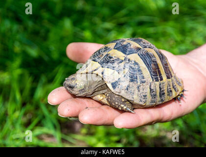 Geochelone sulcata African spronato / tartaruga sulcata tartaruga (Geochelone sulcata) nativi a bordo meridionale del deserto del Sahara Foto Stock