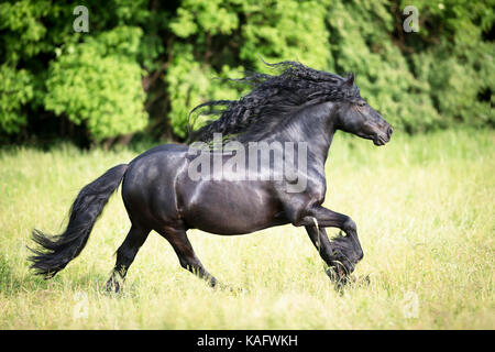 Cadde pony. Nero castrazione al galoppo su un prato. Austria Foto Stock