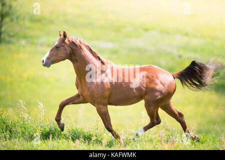 American Quarter Horse. capretti chestnut stallone trotto su un pascolo. austrie Foto Stock