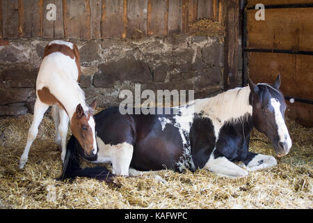 American Paint Horse. Mare con il puledro in appoggio in una stalla. Austria Foto Stock