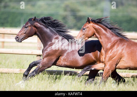 Warmblood bavarese. I capretti stalloni al galoppo su un prato. Germania Foto Stock