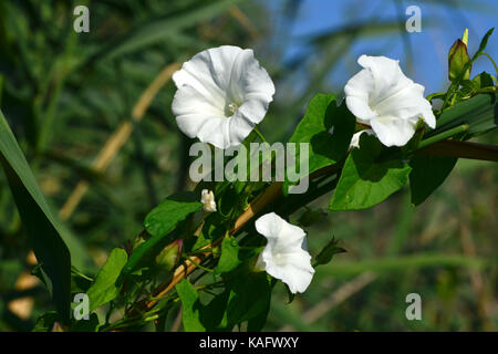 Hedge Centinodia (Calystegia sepium, Convolvulus sepium), fiore. Foto Stock