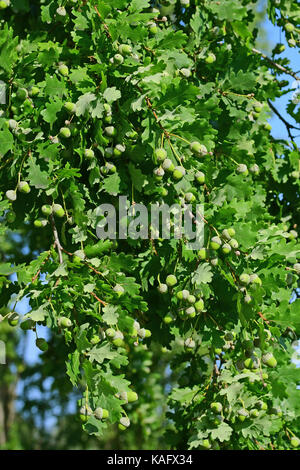 Pendulate Quercia farnia (Quercus robur) in estate con frutti Foto Stock