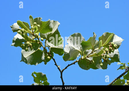 Lime di argento, argento tiglio (Tilia tomentosa) ramoscelli con frutta, inferiore delle foglie chiaramente visibile Foto Stock