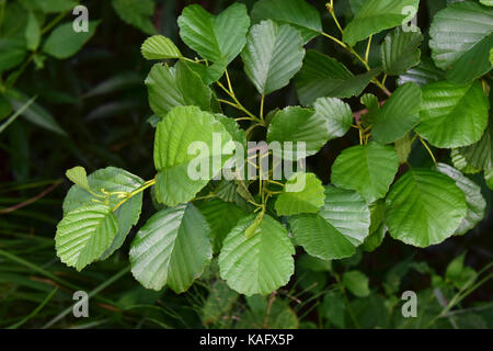 Ontani Neri, ontano europeo (Alnus glutinosa), ramoscello con foglie Foto Stock