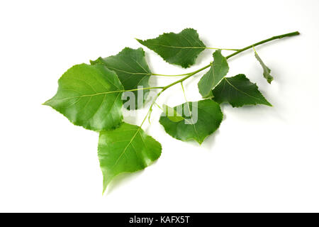 Pioppo nero (Populus nigra), foglie, studio immagine. Foto Stock