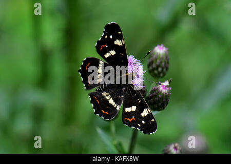 Mappa Butterfly (Araschnia levana) seduto sul fiore di un thistle Foto Stock