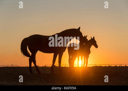 Puro Cavallo Spagnolo andaluso. Mare e due puledri in piedi su un pascolo, stagliano contro il sole di setting. Spagna Foto Stock