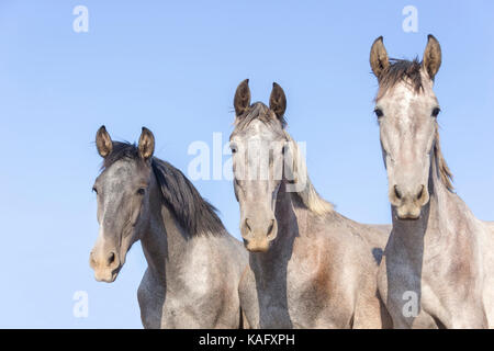 Puro Cavallo Spagnolo andaluso. Ritratto di tre capretti stalloni su un pascolo. Spagna Foto Stock