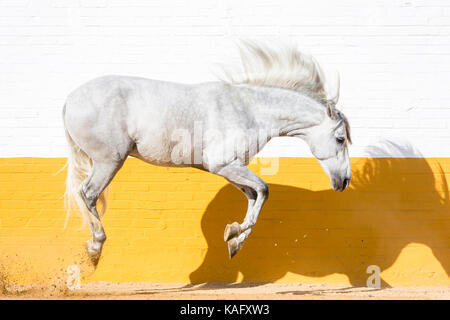 Puro Cavallo Spagnolo andaluso. Stallone grigio saltando in un paddock. Spagna Foto Stock