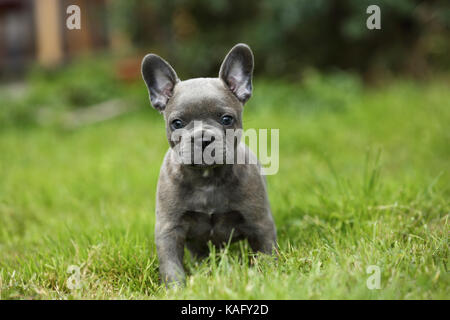 Bulldog francese. Cucciolo (6 settimane di età) in piedi in erba. Germania Foto Stock