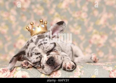 Bulldog francese. Cucciolo (6 settimane di età) dormire su una coperta con fiori di rose stampa, indossando una corona sulla sua testa. Germania Foto Stock