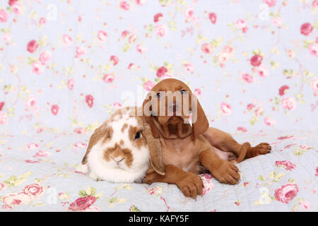 Vizsla. Cucciolo (6 settimane di età) e nano lop-eared rabbit giacente su una coperta blu con fiori di rose stampa. Germania Foto Stock