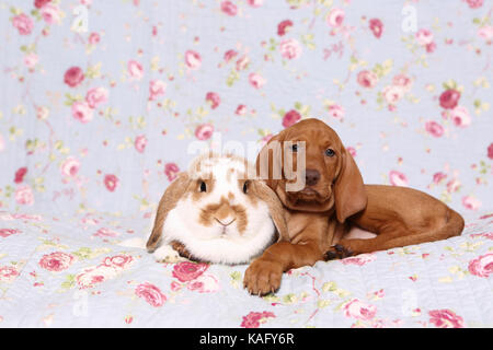 Vizsla. Cucciolo (6 settimane di età) e nano lop-eared rabbit giacente su una coperta blu con fiori di rose stampa. Germania Foto Stock