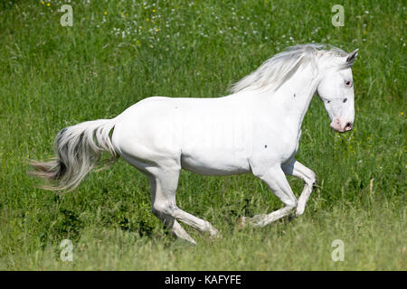 Knabstrup cavallo. I capretti stallone al galoppo su un pascolo. Austria Foto Stock