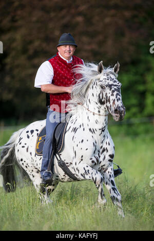 Knabstrup cavallo. Wolfgang Hellmayr con adulto stallone al galoppo su un prato, utilizzando un anello del collare soltanto. Austria Foto Stock
