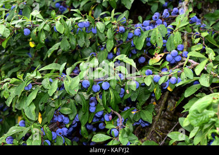 Prugnolo, Sloe (Prunus spinosa ramoscello con bacche mature Foto Stock