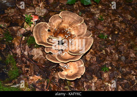 Polypore gigante (Meripilus giganteus) corpo fruttifero Foto Stock