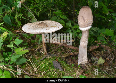 Parasol (fungo Macrolepiota procera), giovani e vecchi funghi che crescono da un micelio underlayning Foto Stock