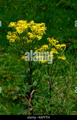 Comune di erba tossica, Jacobea, Staggerwort (Senecio jacobaea) fioritura Foto Stock