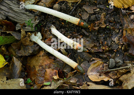 Cane (Stinkhorn Mutinus caninus), caduti di corpi fruttiferi sul suolo della foresta Foto Stock