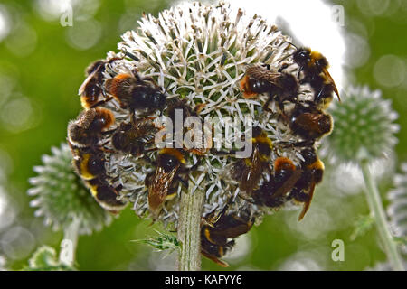 Rosso-shanked bumblebee (Megabombus ruderarius), molti di loro bere il nettare da un globo di fiori di cardo (Echinops spec.) Foto Stock