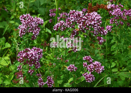 Origano Selvatico, Majoram (Origanum vulgare), fioritura. Foto Stock