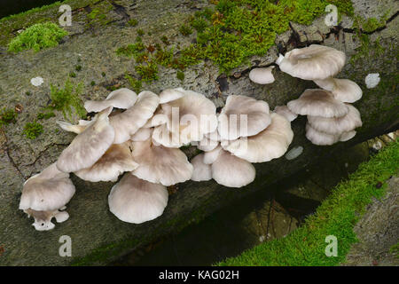 Oyster (fungo Pleurotus ostreatus). Corpi fruttiferi sul tronco di faggio Foto Stock