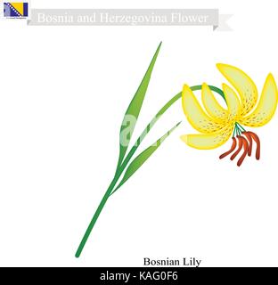 Fiore di bosniaci, illustrazione del giglio bosniaco fiore. il fiore nazionale in Bosnia ed Erzegovina. Illustrazione Vettoriale