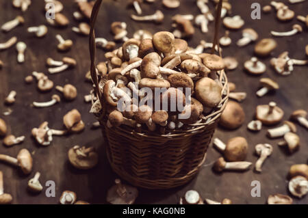 Armillaria mellea comunemente noto come il miele fungo nella ammucchiò cesto in vimini. la piena cesto in vimini di funghi commestibili freschi funghi naturali armil Foto Stock