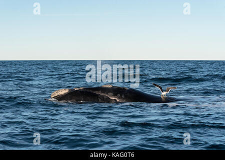 Gabbiano dominicano alimenta sulla pelle di una balena franca australe come si arriva fino a respiro, la Penisola Valdes, Patagonia, Argentina. Foto Stock