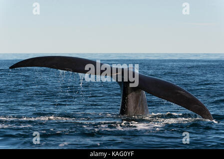 Vista ravvicinata di una balena franca australe tail fluke, penisola di Valdes, Patagonia, Argentina. Foto Stock