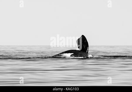 Southern Right whale giocando sulla superficie con la pinna pettorale fuori dall'acqua, penisola di Valdes, Patagonia, Argentina. Foto Stock