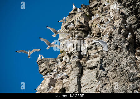 Norvegia, Svalbard, Riserva Naturale Sud Svalbard, Edgeoya, Kapp Waldburg. Colonia di nesting gattie a zampe nere (WILD: Rissa tridactyla) Foto Stock