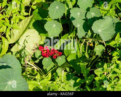 Piante da nasturzio commestibili che crescono in un giardino periferico Foto Stock